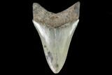 Serrated, Fossil Megalodon Tooth - Georgia #108863-2